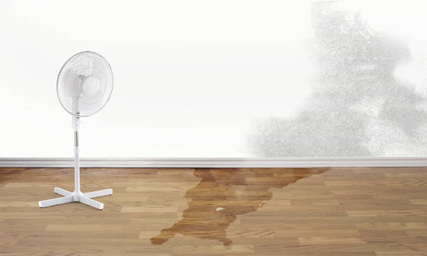 Best 24/7 water damage repair  in Forest Hills, MI